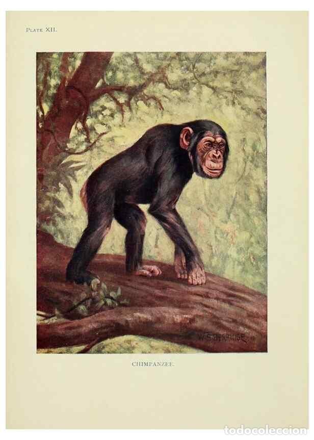 Sammeln von Zeitschriften und Zeitungen: Reproducci&oacute;n/Reproduction 7335344816: The book of the animal kingdom.. London,J. M. Dent & sons, ltd