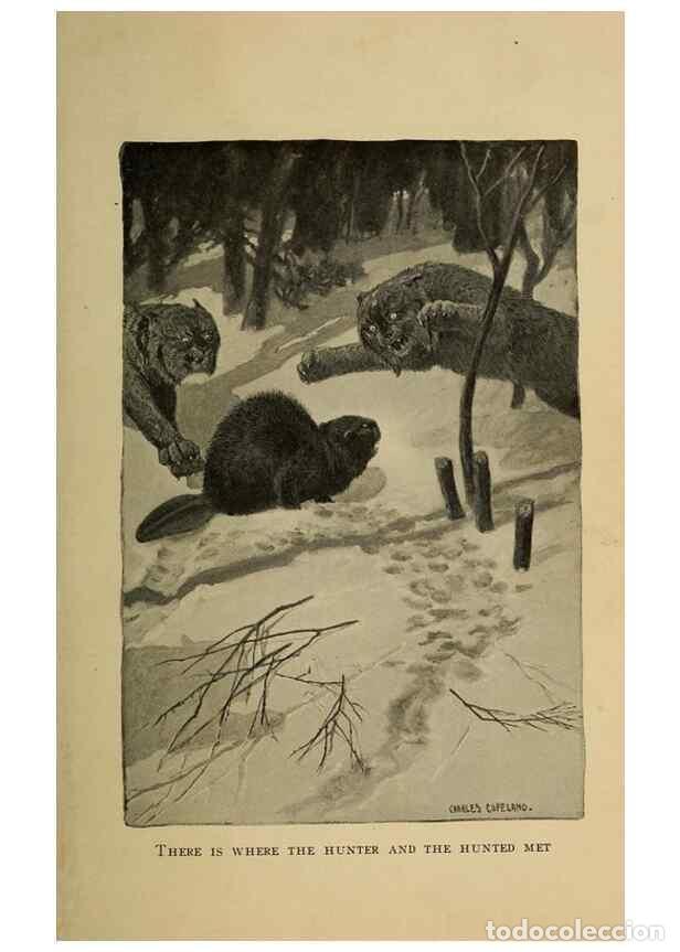 Sammeln von Zeitschriften und Zeitungen: Reproducci&oacute;n/Reproduction 7308392832: Shaggycoat;. Philadelphia,G.W. Jacobs & co.[1906] - Hawkes, Cl