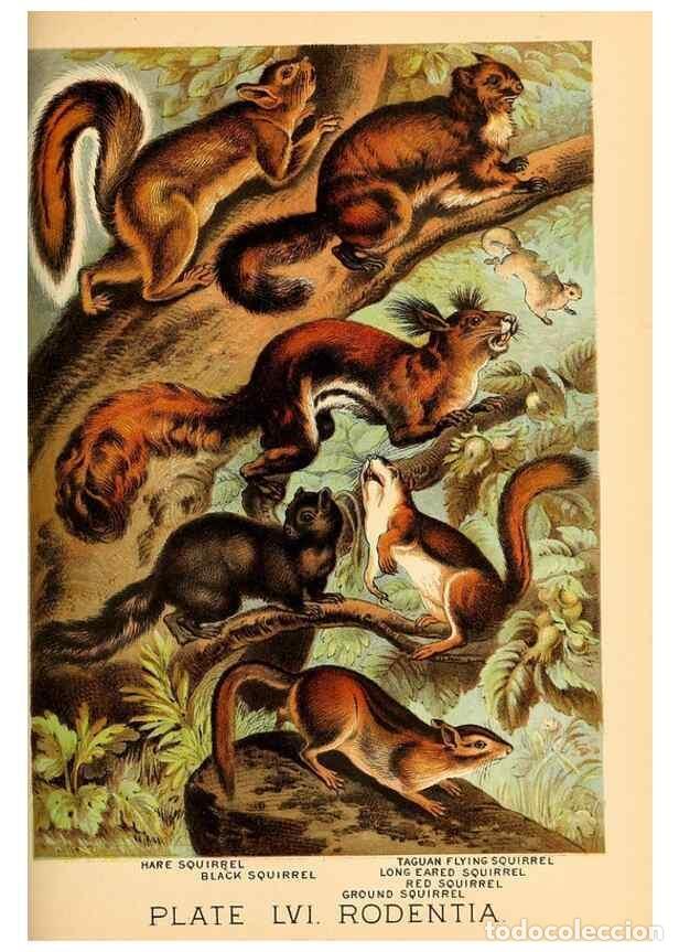 Sammeln von Zeitschriften und Zeitungen: Reproducci&oacute;n/Reproduction 7268692652: Johnson's household book of nature,. New York,H.J.Johnson,[188