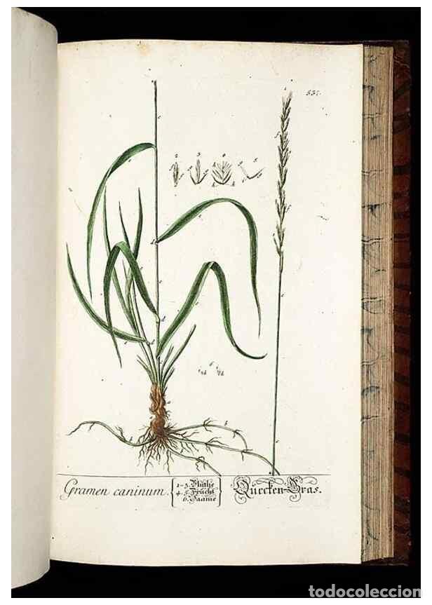Sammeln von Zeitschriften und Zeitungen: Reproducci&oacute;n/Reproduction 8430069400: Herbarium Blackwellianum emendatum et auctum, id est, Elisabet