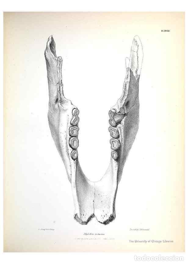 Sammeln von Zeitschriften und Zeitungen: Reproducci&oacute;n/Reproduction 8387094164: The zoology of the voyage of H.M.S. Beagle .... London,Smith,