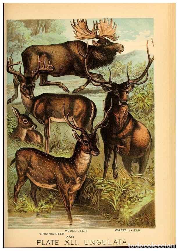 Sammeln von Zeitschriften und Zeitungen: Reproducci&oacute;n/Reproduction 7268669850: Johnson's household book of nature,. New York,H.J.Johnson,[188