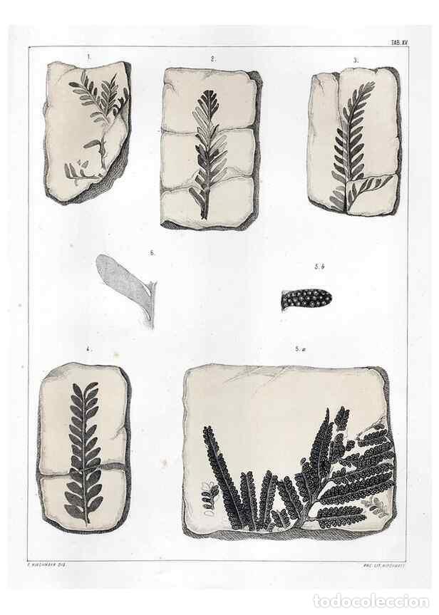 Sammeln von Zeitschriften und Zeitungen: Reproducci&oacute;n/Reproduction 7294205392: Flora fossilis formationis oolithicae =. Padova :Tip. del Semi