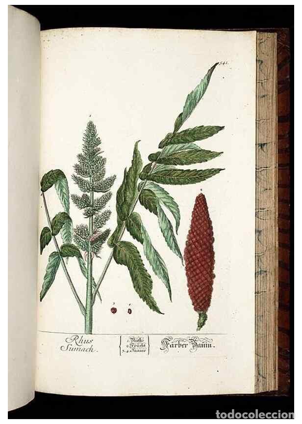 Sammeln von Zeitschriften und Zeitungen: Reproducci&oacute;n/Reproduction 8430070504: Herbarium Blackwellianum emendatum et auctum, id est, Elisabet