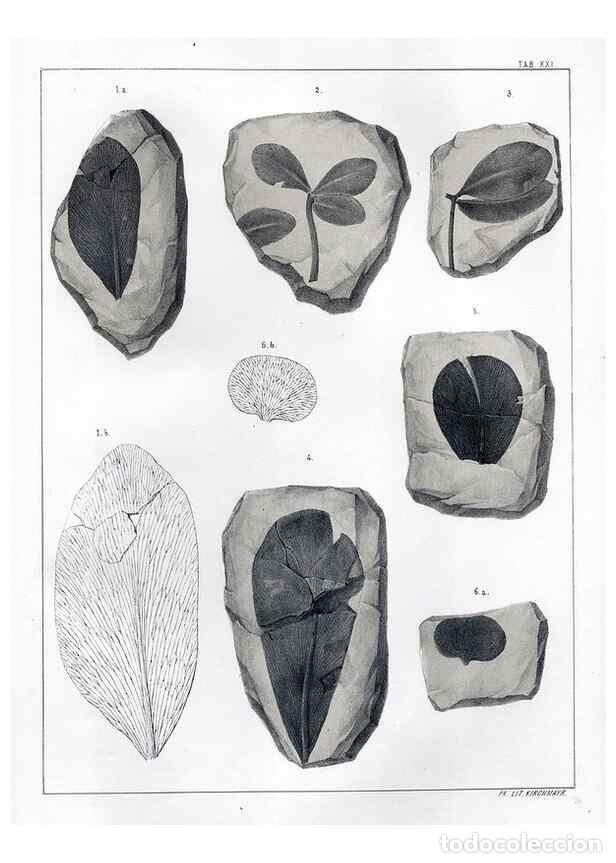 Sammeln von Zeitschriften und Zeitungen: Reproducci&oacute;n/Reproduction 7294211414: Flora fossilis formationis oolithicae =. Padova :Tip. del Semi
