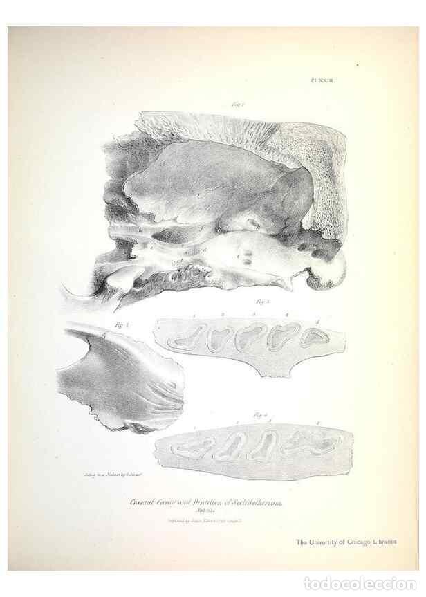 Sammeln von Zeitschriften und Zeitungen: Reproducci&oacute;n/Reproduction 8387096866: The zoology of the voyage of H.M.S. Beagle .... London,Smith,