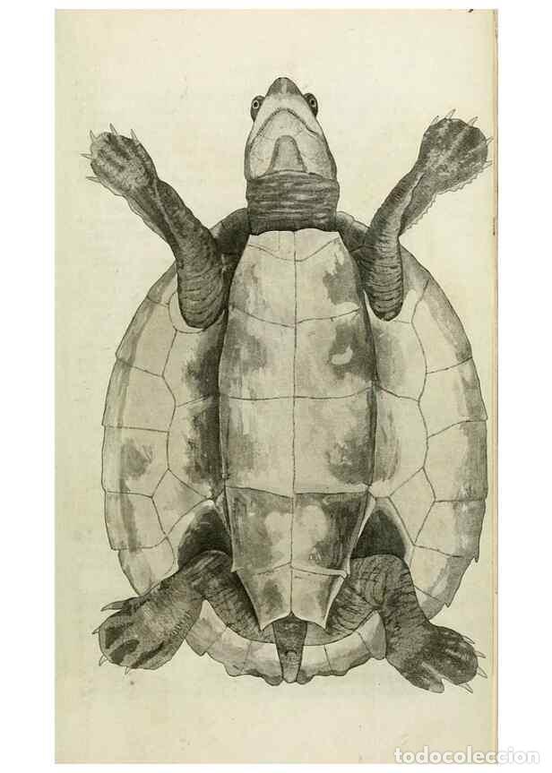 Sammeln von Zeitschriften und Zeitungen: Reproducci&oacute;n/Reproduction 8433083890: Synopsis reptilium :. London :G.B. Sowerby :1831. - Gray, John