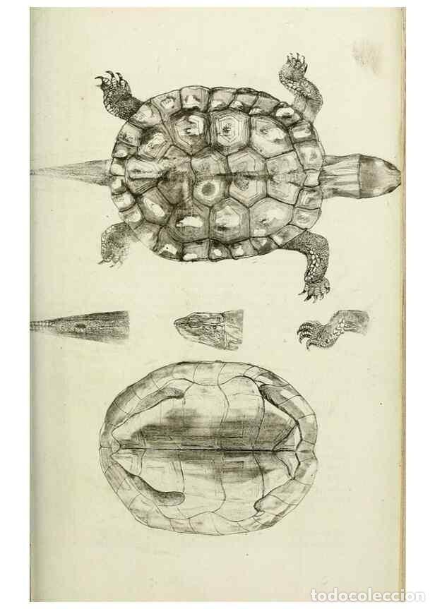 Sammeln von Zeitschriften und Zeitungen: Reproducci&oacute;n/Reproduction 8433084408: Synopsis reptilium :. London :G.B. Sowerby :1831. - Gray, John