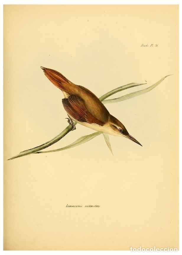 Sammeln von Zeitschriften und Zeitungen: Reproducci&oacute;n/Reproduction 8429522497: The zoology of the voyage of H.M.S. Beagle .... London,Smith,