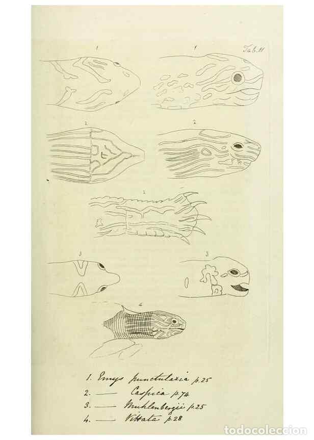 Sammeln von Zeitschriften und Zeitungen: Reproducci&oacute;n/Reproduction 8433087924: Synopsis reptilium :. London :G.B. Sowerby :1831. - Gray, John