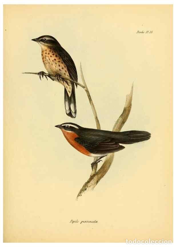 Colecionismo de Revistas e Jornais: Reproducci&oacute;n/Reproduction 8429527255: The zoology of the voyage of H.M.S. Beagle .... London,Smith,