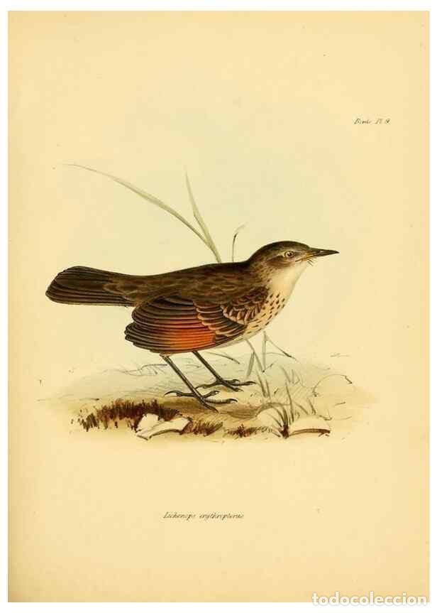 Sammeln von Zeitschriften und Zeitungen: Reproducci&oacute;n/Reproduction 8429500249: The zoology of the voyage of H.M.S. Beagle .... London,Smith,