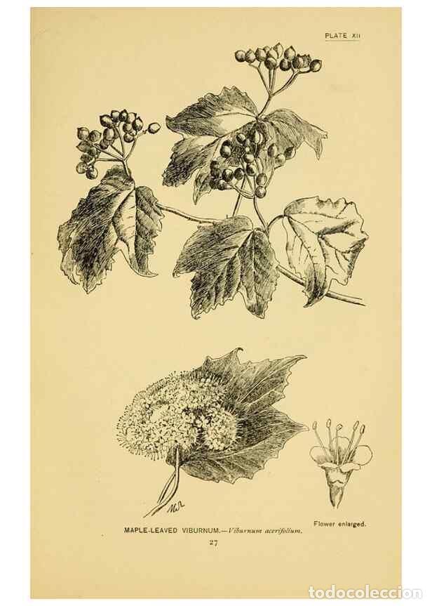 Coleccionismo de Revistas y Peri&oacute;dicos: Reproducci&oacute;n/Reproduction 7248308842: How to know the wild flowers :. New York :Scribner's,1893. - P