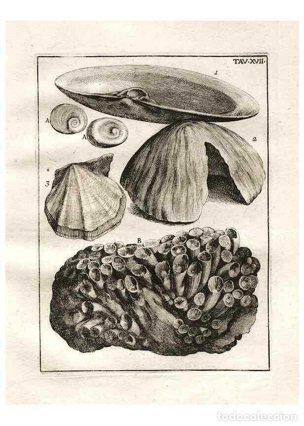 Coleccionismo de Revistas y Peri&oacute;dicos: Reproducci&oacute;n/Reproduction 7216161594: De corporibus marinis lapidescentibus qu&aelig; defossa reperiuntur