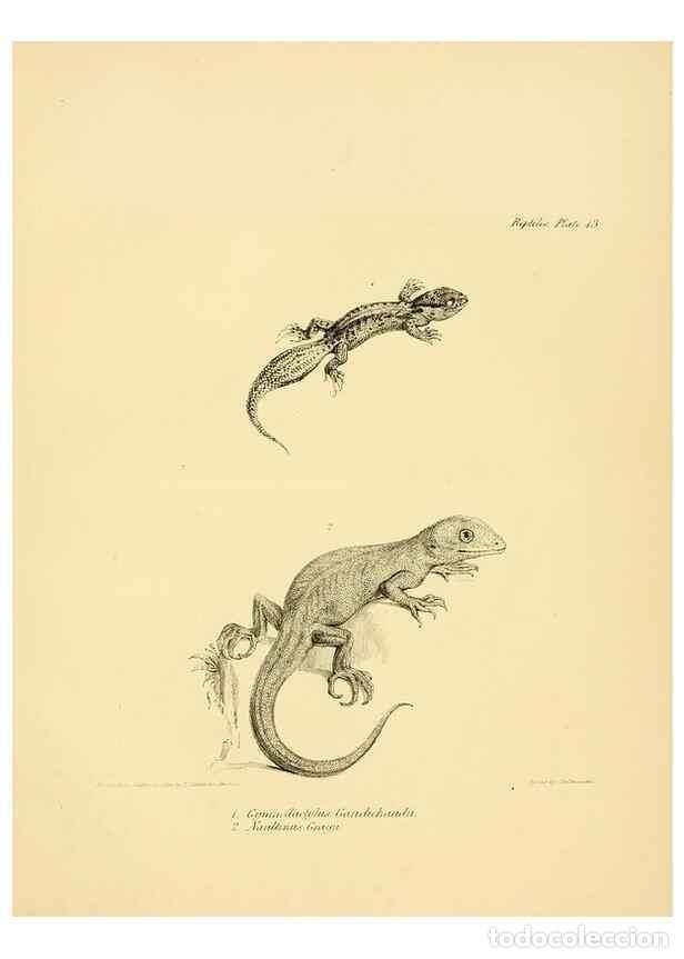 Coleccionismo de Revistas y Peri&oacute;dicos: Reproducci&oacute;n/Reproduction 8432832692: The zoology of the voyage of H.M.S. Beagle .... London,Smith,