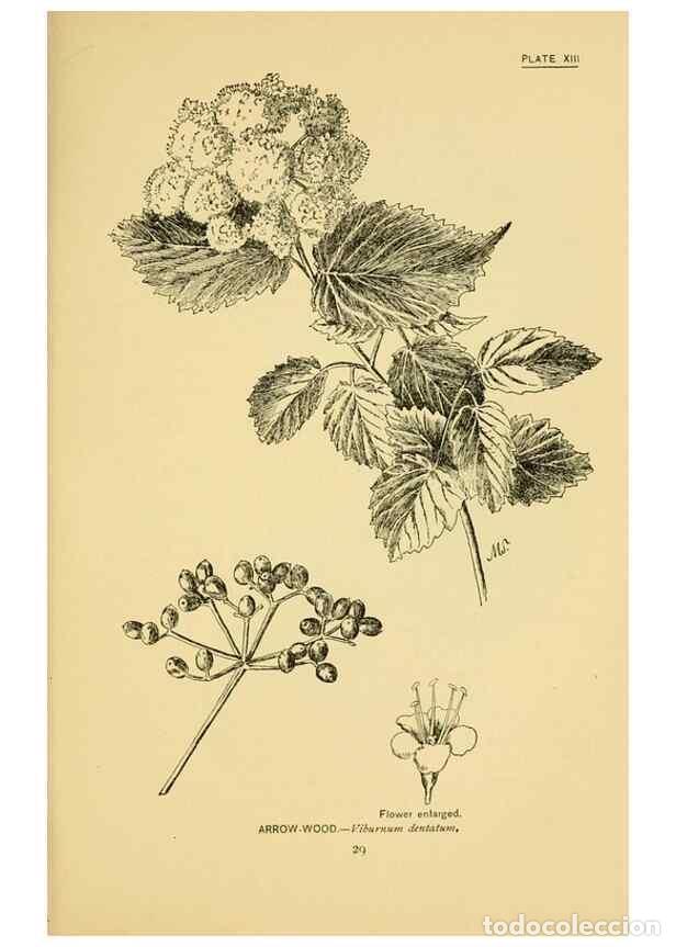 Coleccionismo de Revistas y Peri&oacute;dicos: Reproducci&oacute;n/Reproduction 7248309358: How to know the wild flowers :. New York :Scribner's,1893. - P