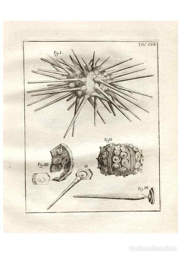 Coleccionismo de Revistas y Peri&oacute;dicos: Reproducci&oacute;n/Reproduction 7216166734: De corporibus marinis lapidescentibus qu&aelig; defossa reperiuntur