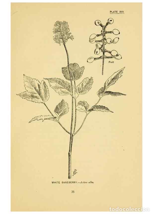 Coleccionismo de Revistas y Peri&oacute;dicos: Reproducci&oacute;n/Reproduction 7248311492: How to know the wild flowers :. New York :Scribner's,1893. - P