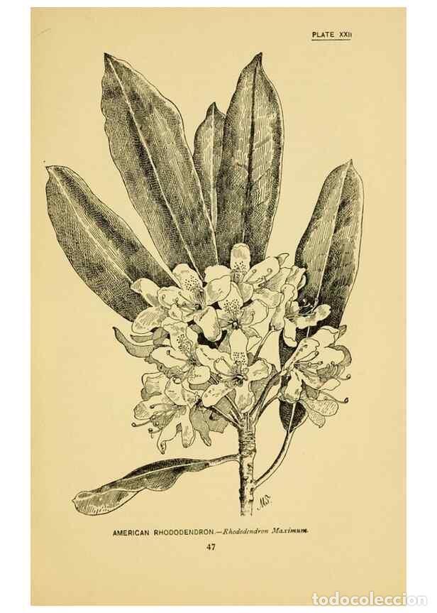 Coleccionismo de Revistas y Peri&oacute;dicos: Reproducci&oacute;n/Reproduction 7248314722: How to know the wild flowers :. New York :Scribner's,1893. - P