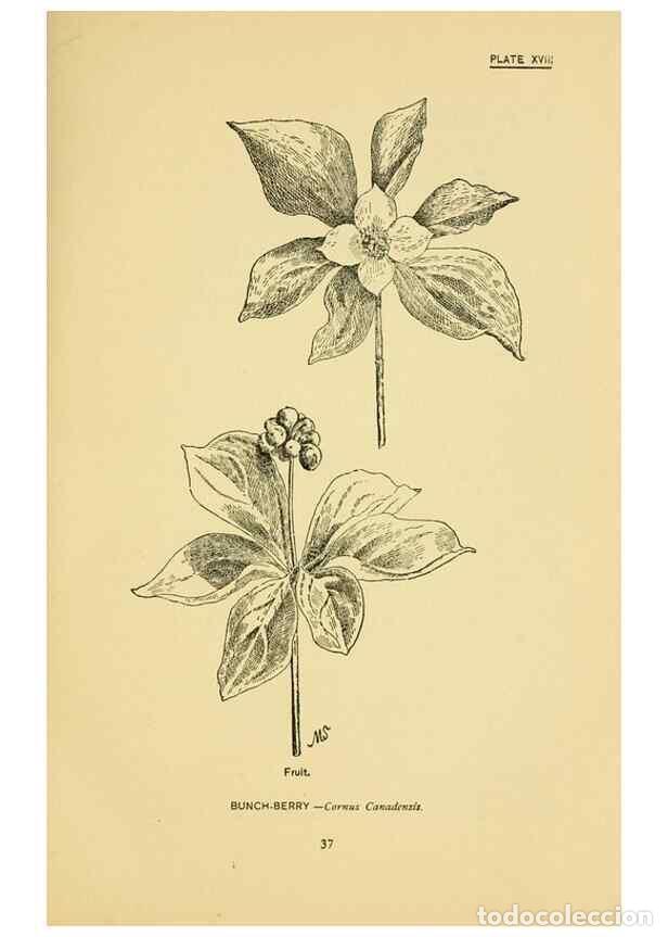 Coleccionismo de Revistas y Peri&oacute;dicos: Reproducci&oacute;n/Reproduction 7248311942: How to know the wild flowers :. New York :Scribner's,1893. - P