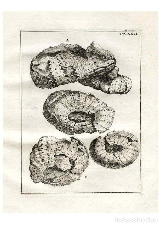 Coleccionismo de Revistas y Peri&oacute;dicos: Reproducci&oacute;n/Reproduction 7216171536: De corporibus marinis lapidescentibus qu&aelig; defossa reperiuntur