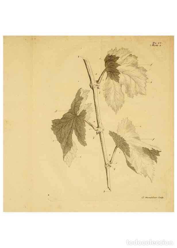 Coleccionismo de Revistas y Peri&oacute;dicos: Reproducci&oacute;n/Reproduction 8431813847: Recherches sur l'usage des feuilles dans les plantes :. G&ouml;ttin