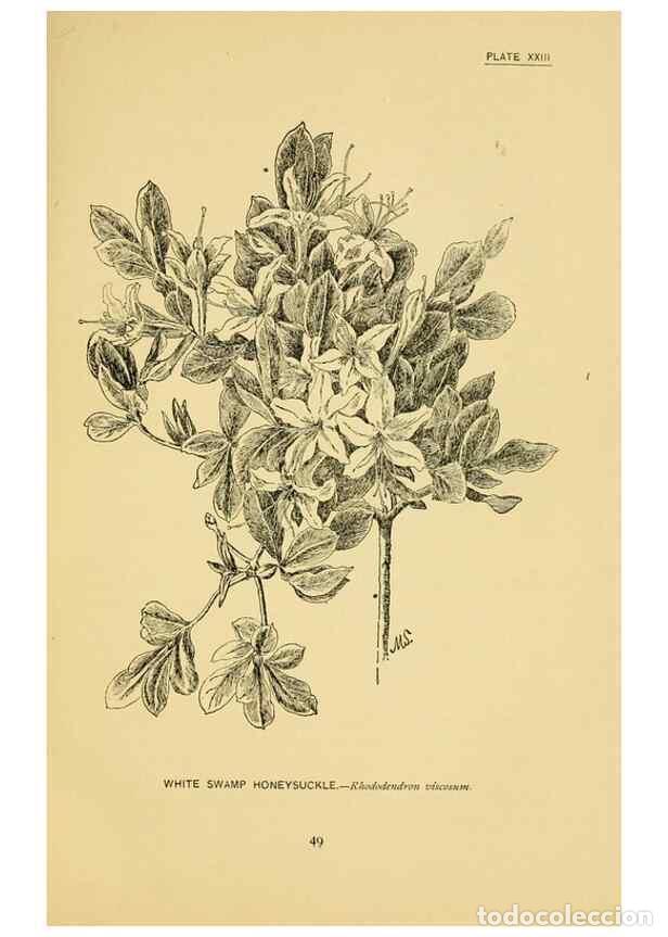 Coleccionismo de Revistas y Peri&oacute;dicos: Reproducci&oacute;n/Reproduction 7248315620: How to know the wild flowers :. New York :Scribner's,1893. - P