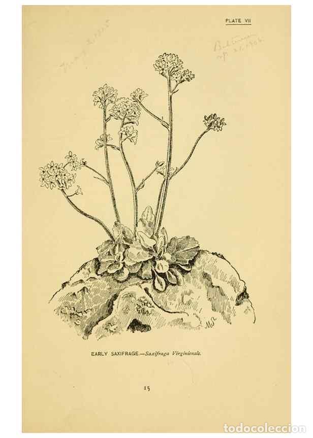 Coleccionismo de Revistas y Peri&oacute;dicos: Reproducci&oacute;n/Reproduction 7248305762: How to know the wild flowers :. New York :Scribner's,1893. - P