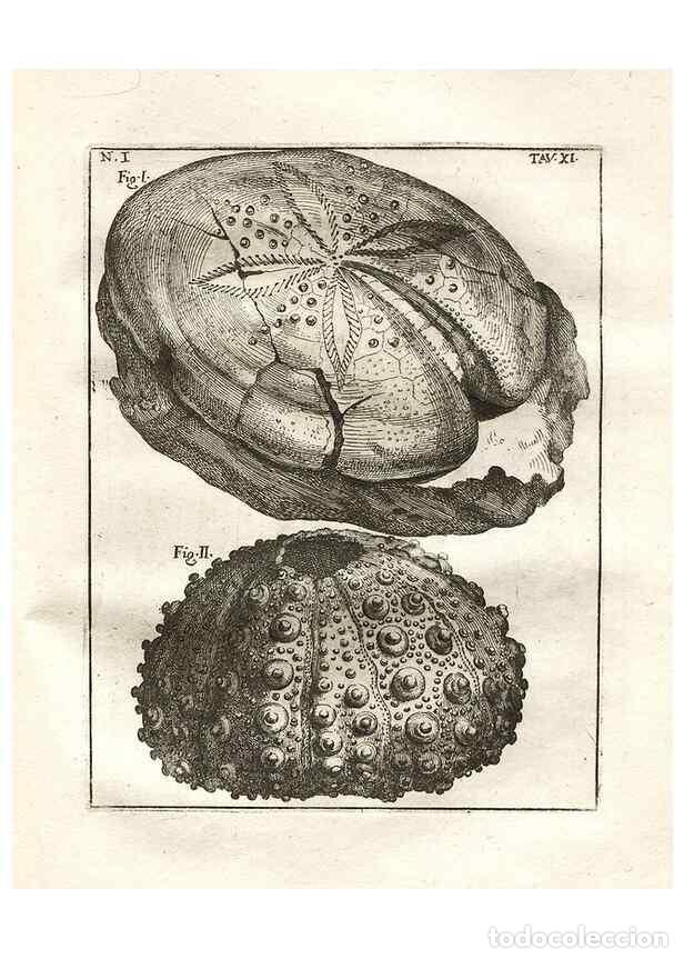 Coleccionismo de Revistas y Peri&oacute;dicos: Reproducci&oacute;n/Reproduction 7216154848: De corporibus marinis lapidescentibus qu&aelig; defossa reperiuntur