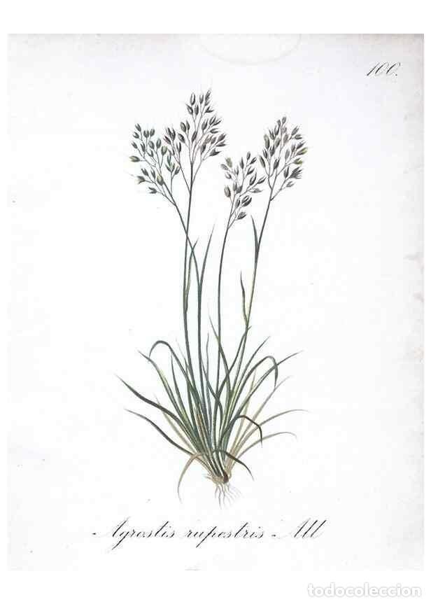 Coleccionismo de Revistas y Peri&oacute;dicos: Reproducci&oacute;n/Reproduction 7216055004: Die Alpenpflanzen nach der Natur gemalt /. Prag :F. Tempsky,18