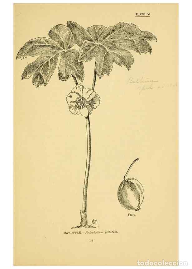 Coleccionismo de Revistas y Peri&oacute;dicos: Reproducci&oacute;n/Reproduction 7248305304: How to know the wild flowers :. New York :Scribner's,1893. - P