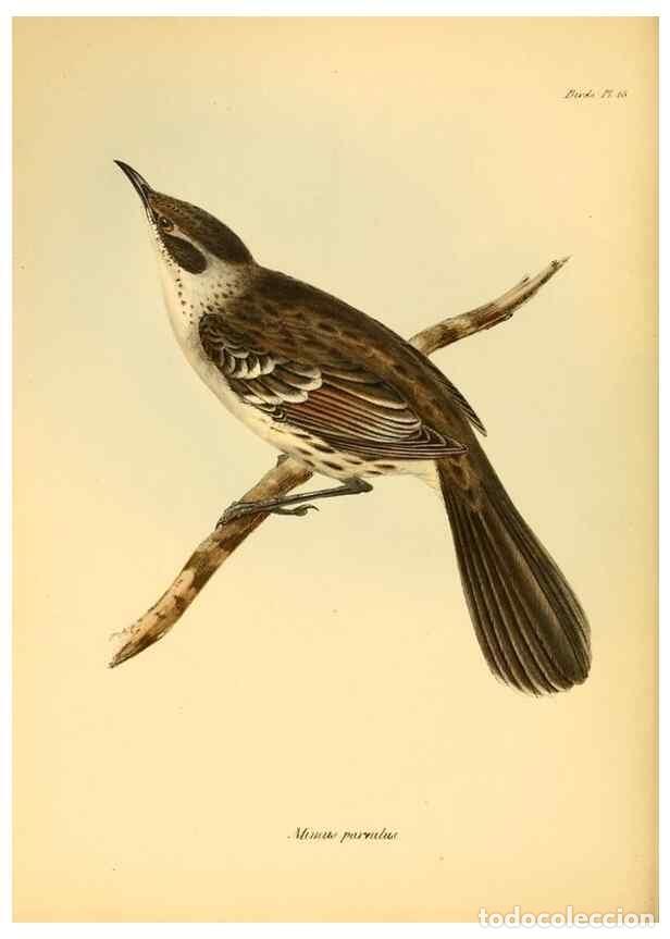 Colecionismo de Revistas e Jornais: Reproducci&oacute;n/Reproduction 8430589760: The zoology of the voyage of H.M.S. Beagle .... London,Smith,