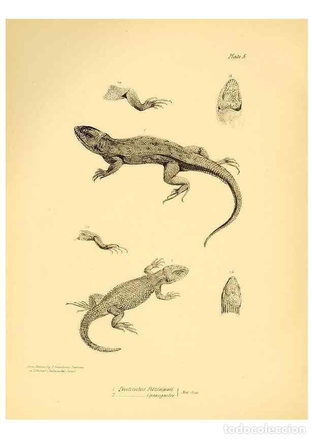 Colecionismo de Revistas e Jornais: Reproducci&oacute;n/Reproduction 8431745723: The zoology of the voyage of H.M.S. Beagle .... London,Smith,