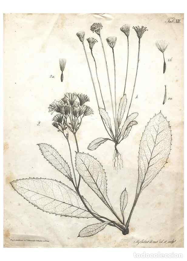Colecionismo de Revistas e Jornais: Reproducci&oacute;n/Reproduction 7216347234: Flora Azorica :. Bonnae :Apud A. Marcum,1844. - Hochstetter, C