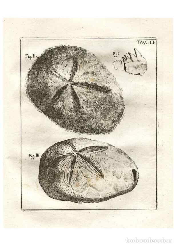 Colecionismo de Revistas e Jornais: Reproducci&oacute;n/Reproduction 7216146528: De corporibus marinis lapidescentibus qu&aelig; defossa reperiuntur