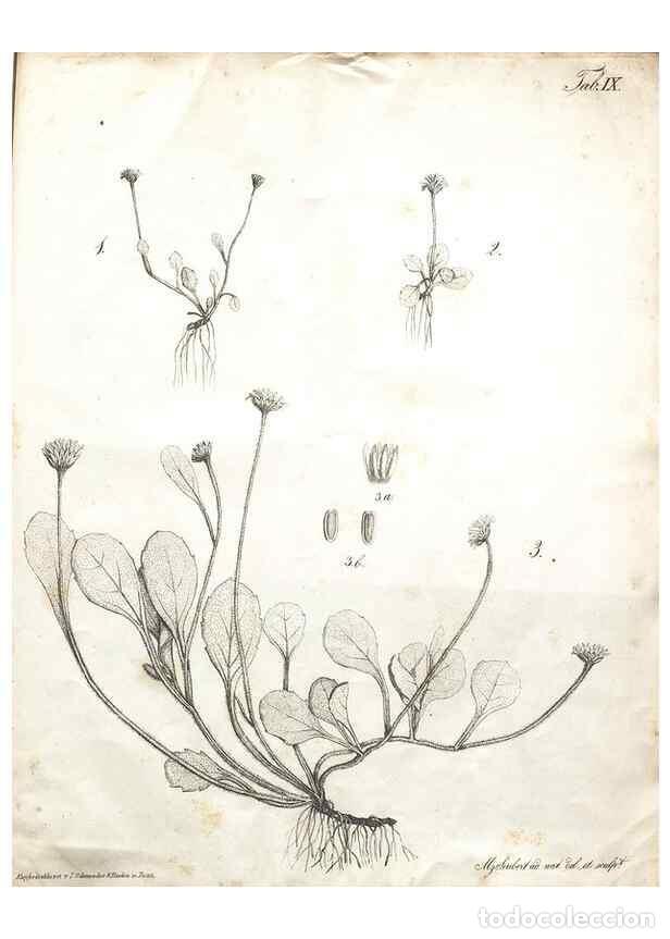 Colecionismo de Revistas e Jornais: Reproducci&oacute;n/Reproduction 7216343372: Flora Azorica :. Bonnae :Apud A. Marcum,1844. - Hochstetter, C