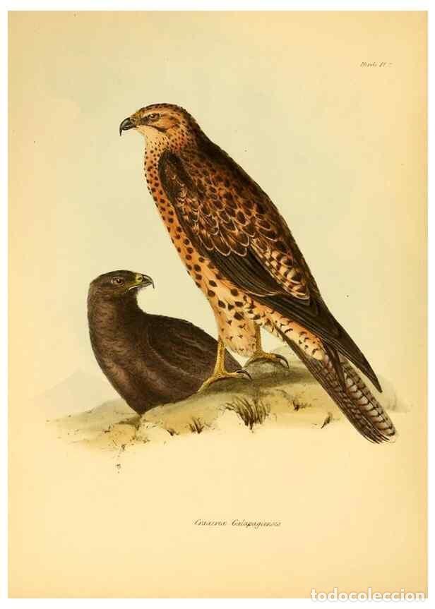 Colecionismo de Revistas e Jornais: Reproducci&oacute;n/Reproduction 8430583402: The zoology of the voyage of H.M.S. Beagle .... London,Smith,