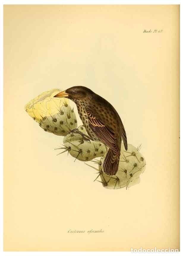 Colecionismo de Revistas e Jornais: Reproducci&oacute;n/Reproduction 8430617244: The zoology of the voyage of H.M.S. Beagle .... London,Smith,