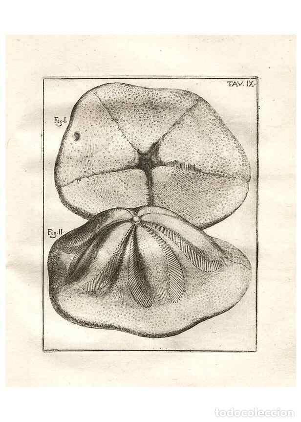 Colecionismo de Revistas e Jornais: Reproducci&oacute;n/Reproduction 7216152524: De corporibus marinis lapidescentibus qu&aelig; defossa reperiuntur