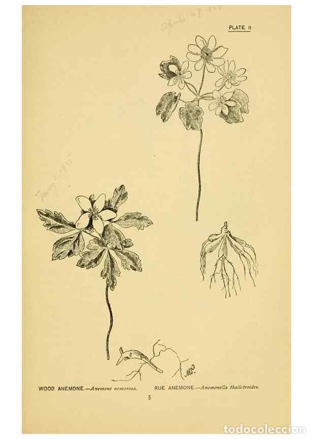 Colecionismo de Revistas e Jornais: Reproducci&oacute;n/Reproduction 7248302968: How to know the wild flowers :. New York :Scribner's,1893. - P