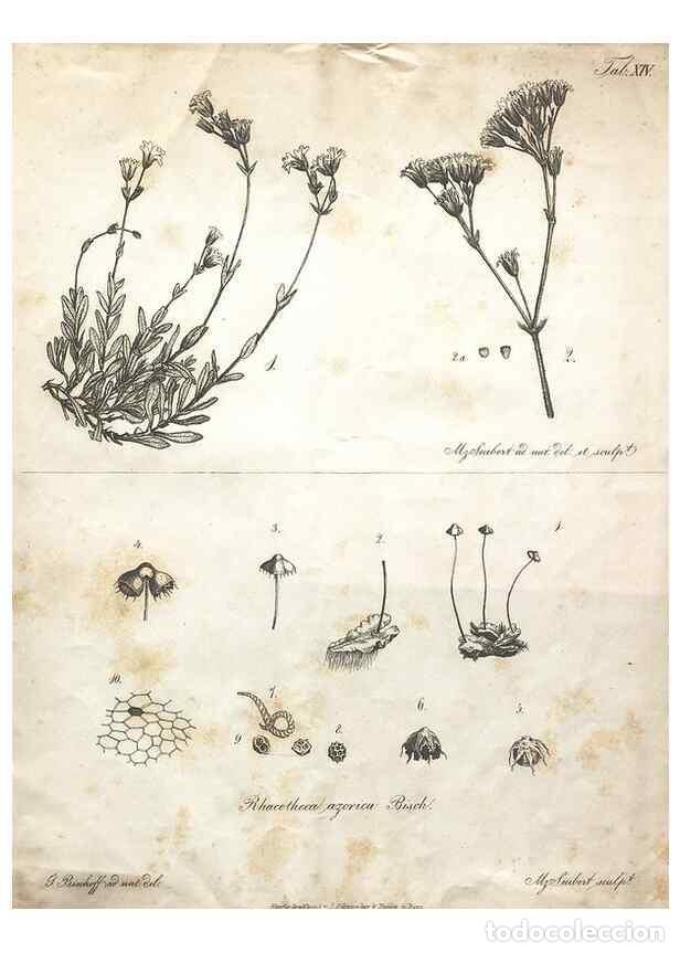 Colecionismo de Revistas e Jornais: Reproducci&oacute;n/Reproduction 7216350216: Flora Azorica :. Bonnae :Apud A. Marcum,1844. - Hochstetter, C