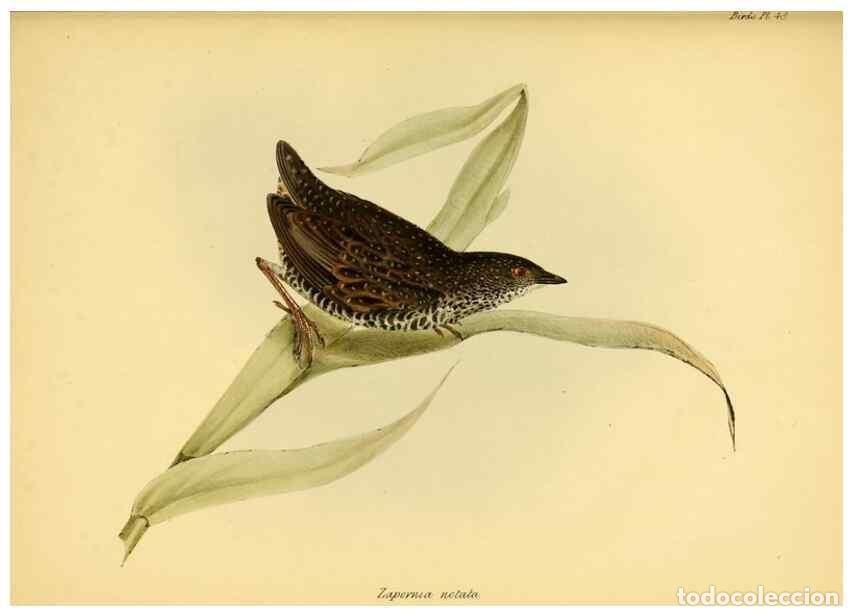 Colecionismo de Revistas e Jornais: Reproducci&oacute;n/Reproduction 8430619968: The zoology of the voyage of H.M.S. Beagle .... London,Smith,