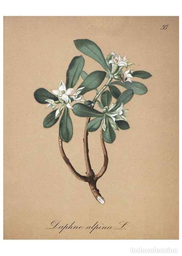 Colecionismo de Revistas e Jornais: Reproducci&oacute;n/Reproduction 7216043738: Die Alpenpflanzen nach der Natur gemalt /. Prag :F. Tempsky,18