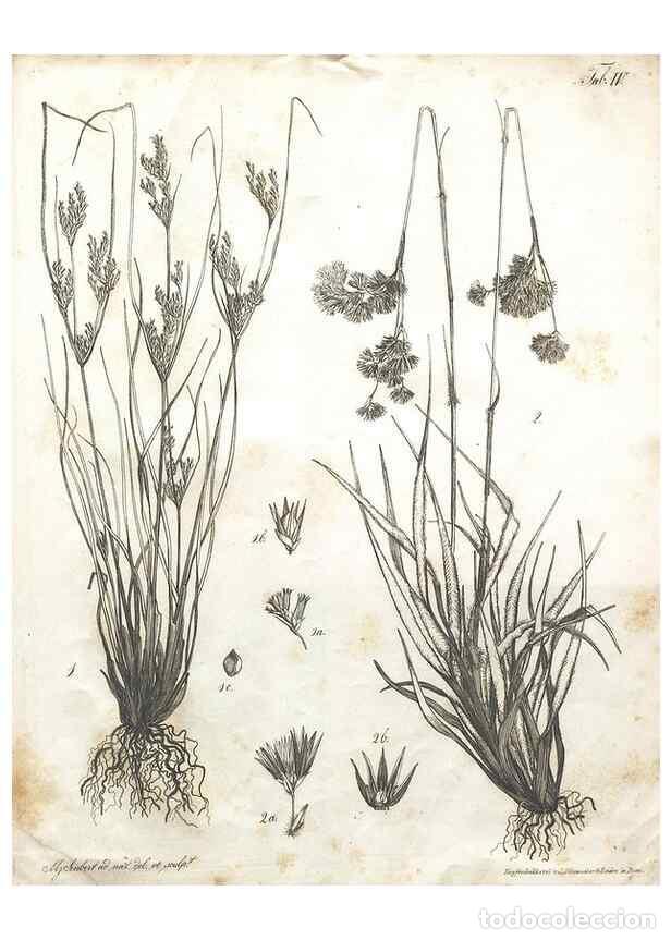 Colecionismo de Revistas e Jornais: Reproducci&oacute;n/Reproduction 7216335074: Flora Azorica :. Bonnae :Apud A. Marcum,1844. - Hochstetter, C