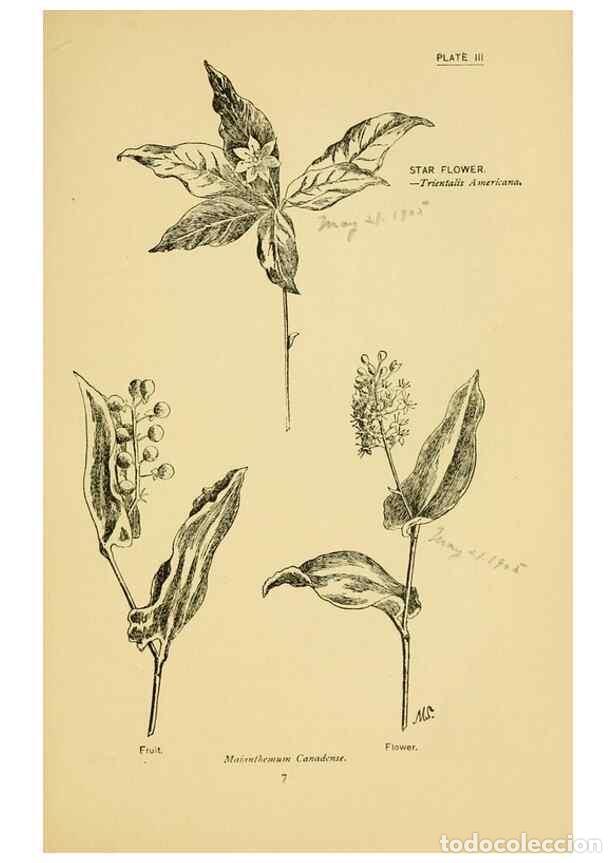 Colecionismo de Revistas e Jornais: Reproducci&oacute;n/Reproduction 7248303500: How to know the wild flowers :. New York :Scribner's,1893. - P