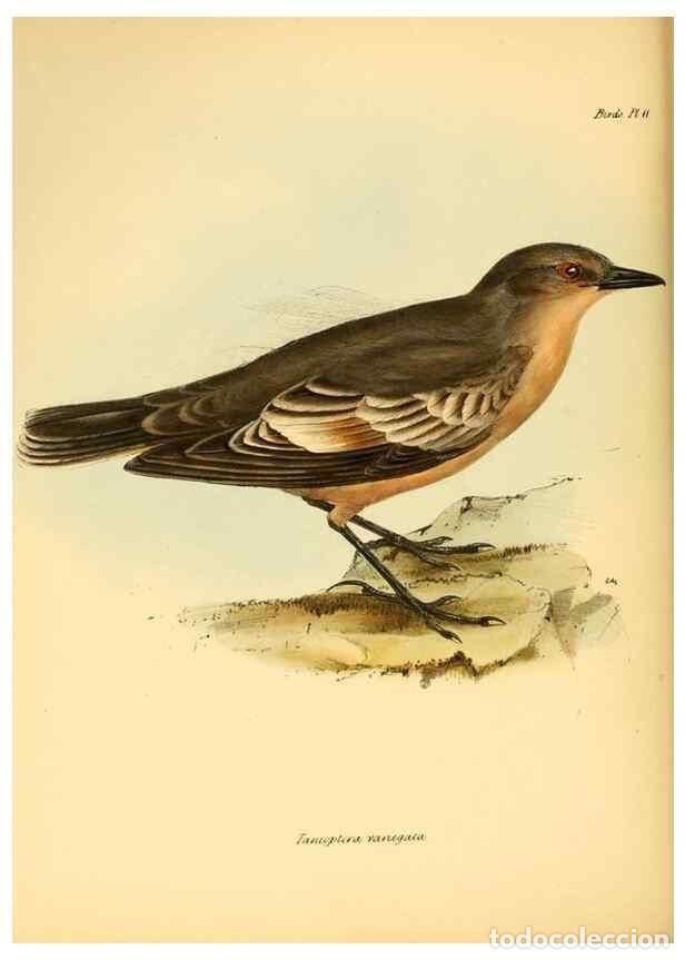 Colecionismo de Revistas e Jornais: Reproducci&oacute;n/Reproduction 8430587948: The zoology of the voyage of H.M.S. Beagle .... London,Smith,