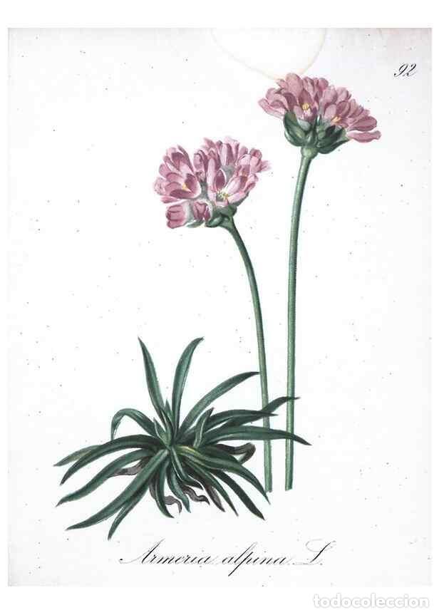 Colecionismo de Revistas e Jornais: Reproducci&oacute;n/Reproduction 7216042356: Die Alpenpflanzen nach der Natur gemalt /. Prag :F. Tempsky,18