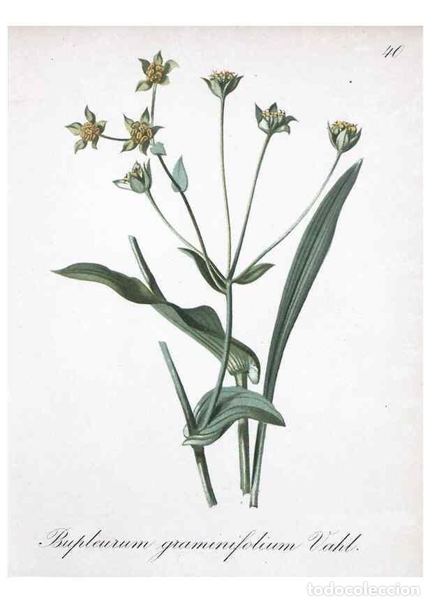 Colecionismo de Revistas e Jornais: Reproducci&oacute;n/Reproduction 7215974440: Die Alpenpflanzen nach der Natur gemalt /. Prag :F. Tempsky,18