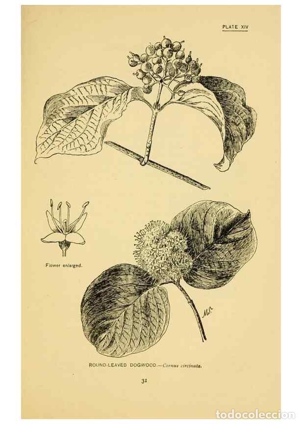 Colecionismo de Revistas e Jornais: Reproducci&oacute;n/Reproduction 7248309940: How to know the wild flowers :. New York :Scribner's,1893. - P