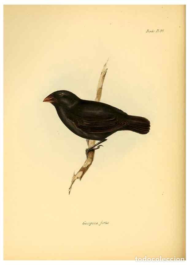 Colecionismo de Revistas e Jornais: Reproducci&oacute;n/Reproduction 8429528265: The zoology of the voyage of H.M.S. Beagle .... London,Smith,